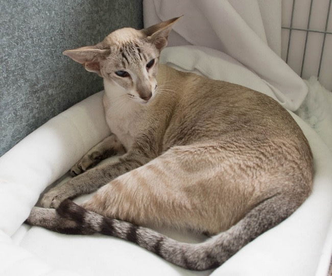 Edinburgh and East of Scotland Siamese Results 2015