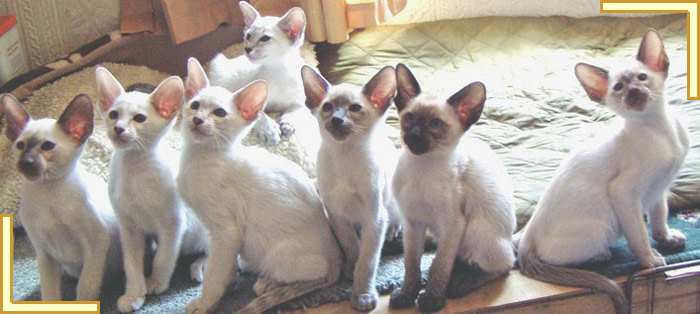 advertising kittens online