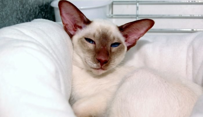 Shropshire Siamese Results 2016