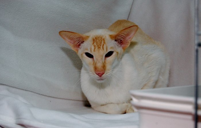 Shropshire Siamese and Oriental Pictures 2016