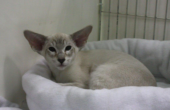 Colourpoint Siamese Results 2015