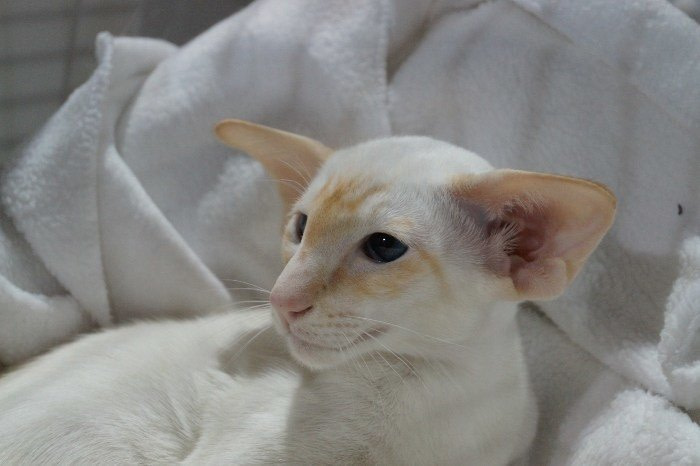 Herts & Middlesex Siamese Results 2016