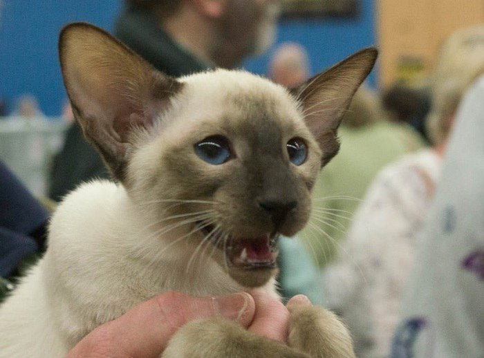 Gwynedd Siamese and Oriental Pictures 2016
