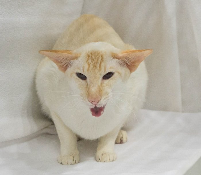 Bedford & District Siamese Results 2016