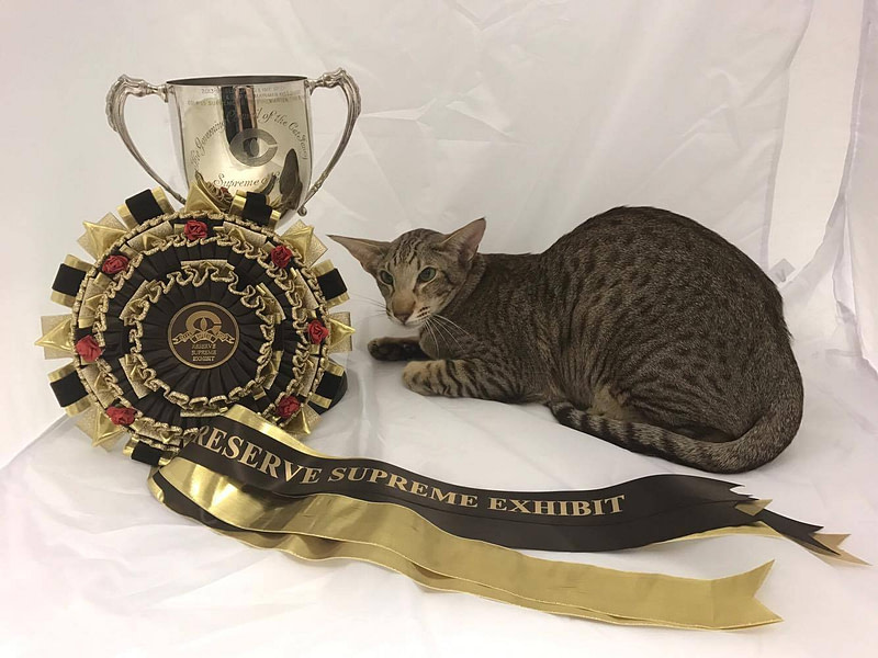 Supreme Cat Show Siamese and Oriental Pictures 2016