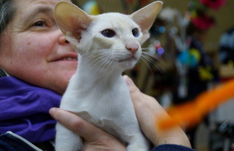 Lancashire Siamese and Oriental Pictures 2016