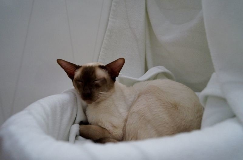 Durham Siamese and Oriental Pictures 2016