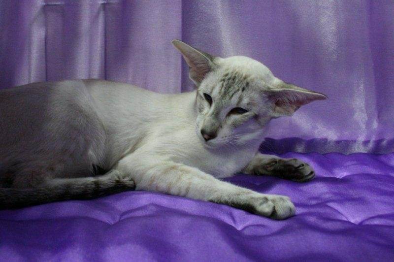 Somerset Siamese Results 2014