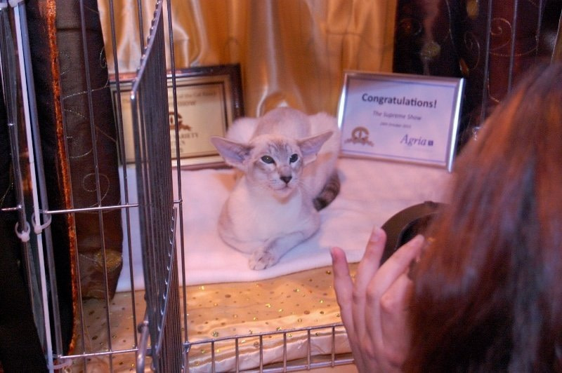 Supreme Siamese Results 2015