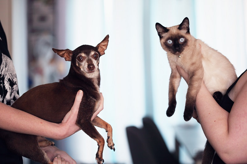 Introducing Siamese Cats to Dogs