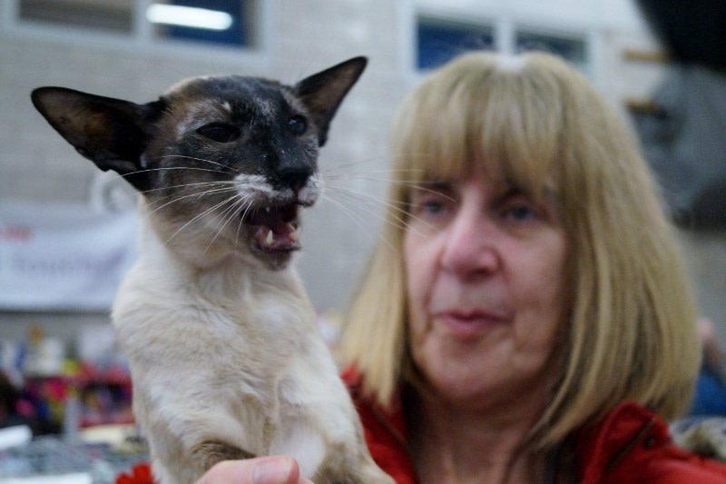 Yorkshire Siamese and Oriental Photos 2015