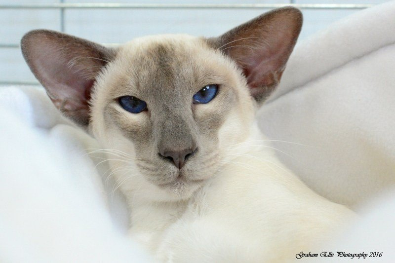 Lilac Point Siamese and Oriental Pictures 2016