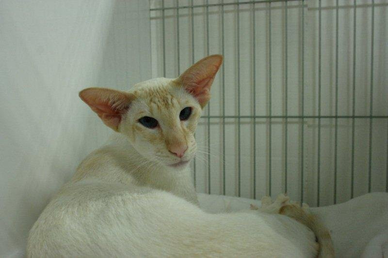 Cambria Siamese Results 2014