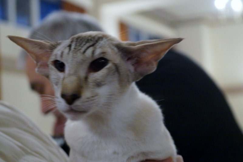 Trans Pennine Siamese and Oriental Photos 2015