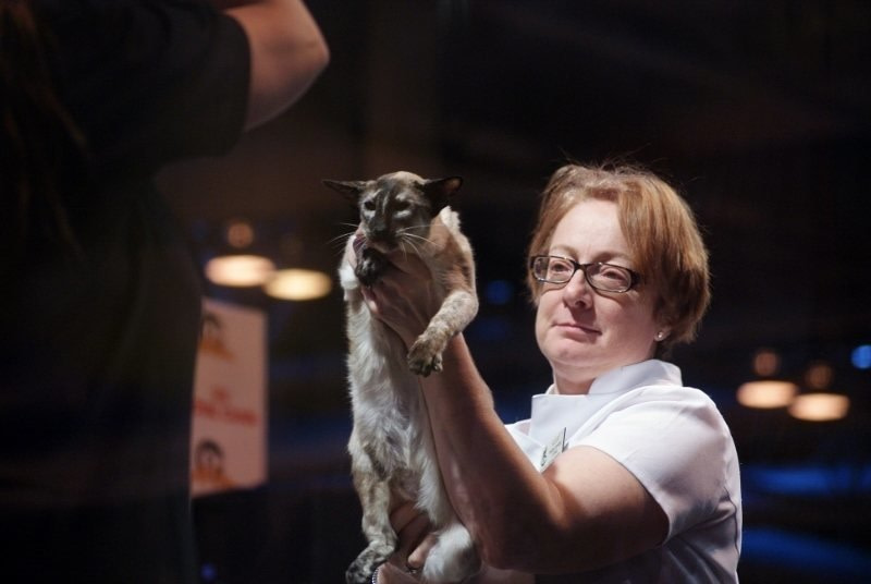 Supreme Siamese and Oriental Pictures 2015