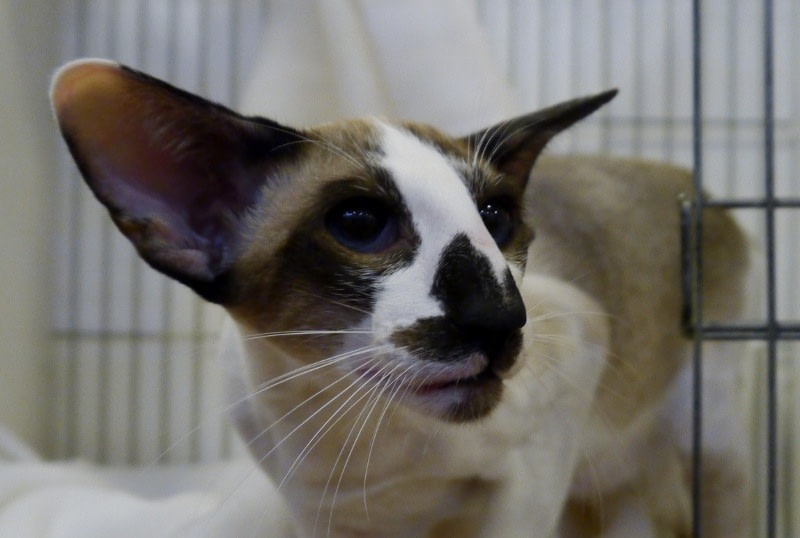 Tortie point siamese for sales sale