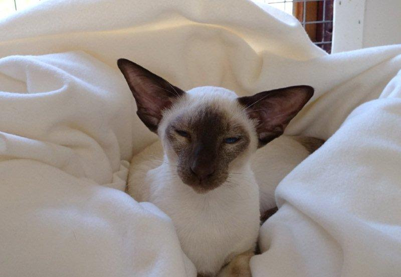 Red & Tortie Point Siamese and Oriental Photos 2015