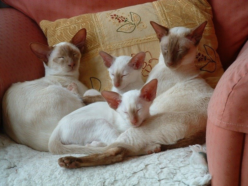 cinnamon point siamese cats