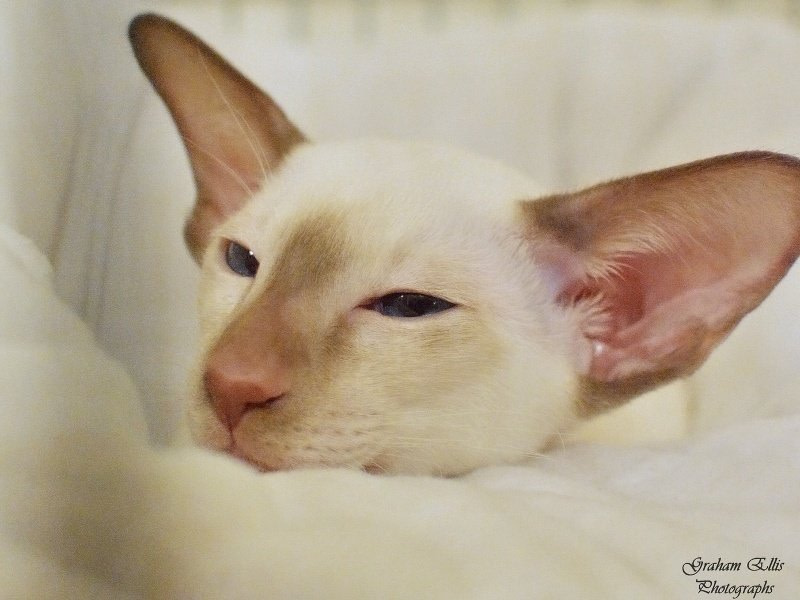 Trans Pennine Siamese and Oriental Pictures 2015