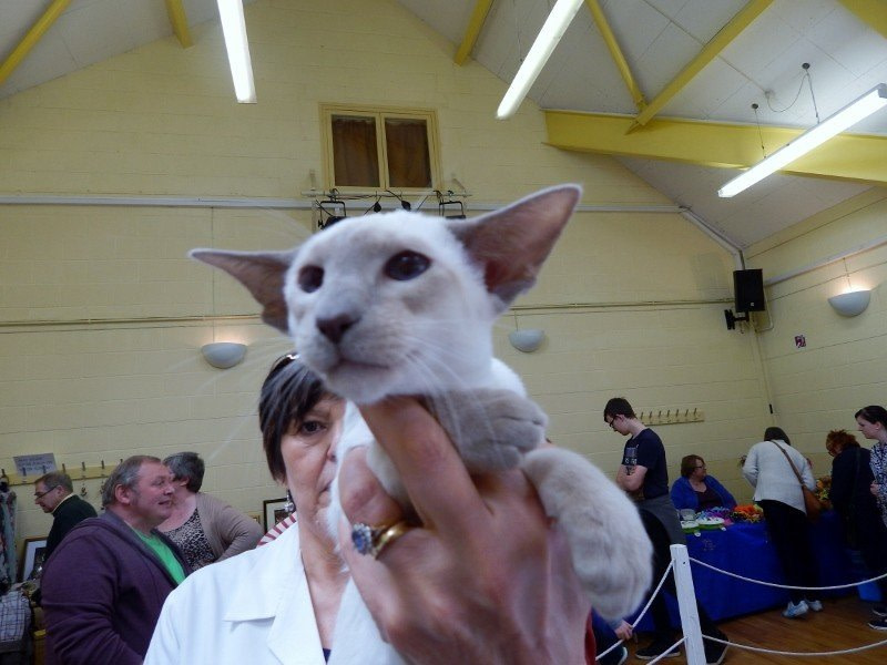 Merseyside Siamese Results 2016