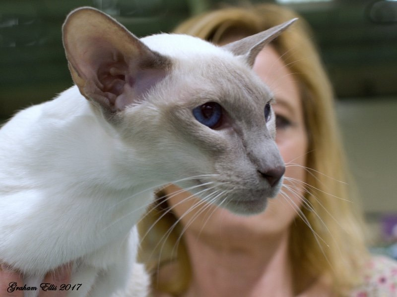 Cambridgeshire Siamese and Oriental Pictures 2017