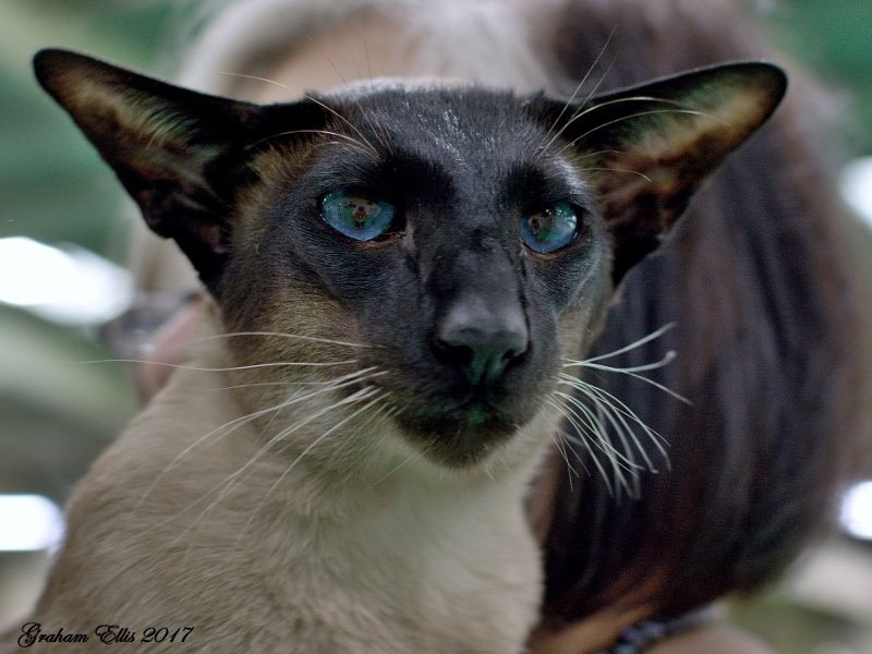 Suffolk & Norfolk Siamese and Oriental Pictures 2017