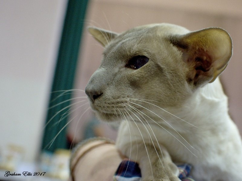 Chocolate and Midshires Siamese and Oriental Pictures 2017