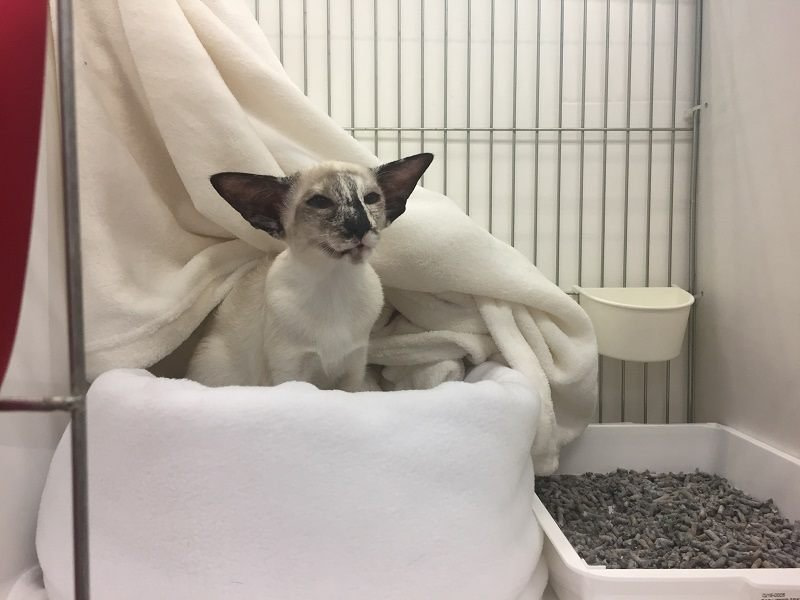 Maidstone & Medway Siamese Results 2016