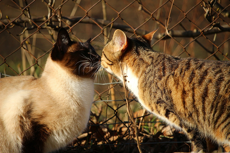 Do Siamese Cats Get Along With Other Cats