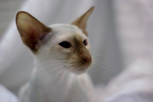 Toghar Reachforthestars Cinnamon Point Siamese Kitten