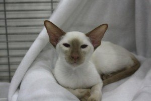 Cinnamon Point Siamese Kitten