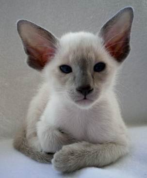 Cat Pedigrees for Cat Breeders - Siamese Cats and Kittens