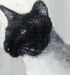 Seal Point Siamese Siamese Pedigree Database