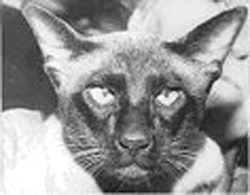 Seal Point Siamese Gr Ch Penyrallt Picasso