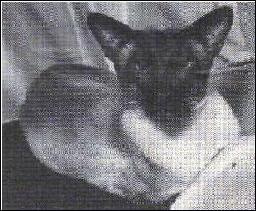 Seal Point Siamese Gr Ch Okesha Star Galaxy