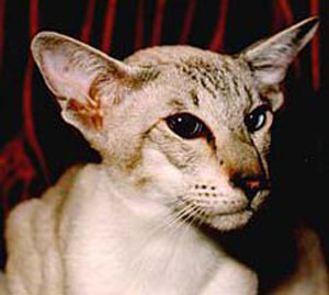 Seal Tabby Point Siamese Ch Mafdet Tomboy