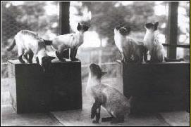 Prestwick Siamese Siamese History