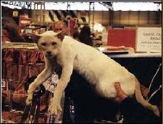 Siamese Cat History History of SIamese