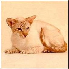 past siamese cats Siamese from the past
