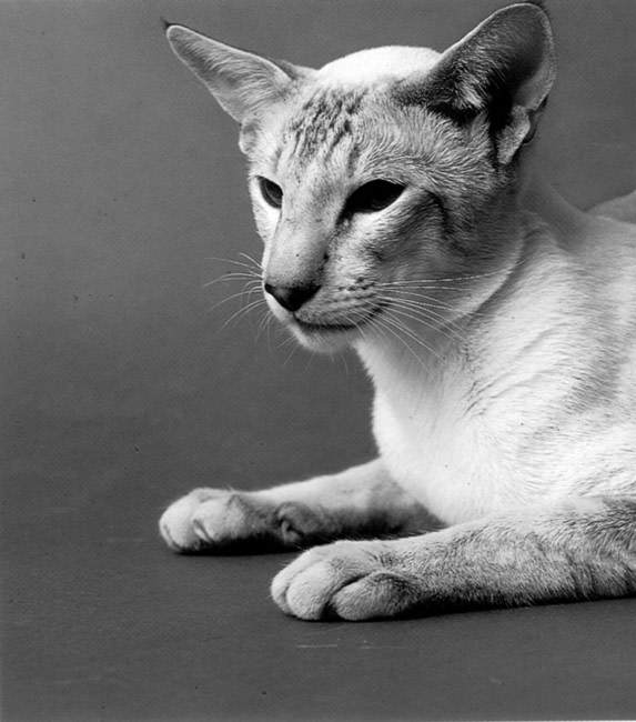 Chocolate Point Siamese Supreme Gr Ch Zachary Apollo