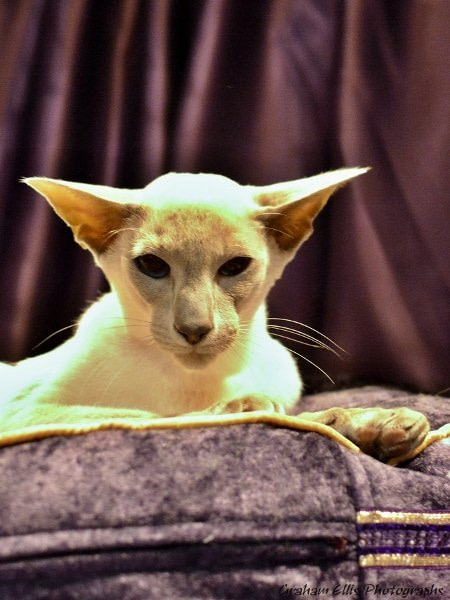 Supreme Siamese and Oriental Pictures 2014 - Siamese Cat Breeder