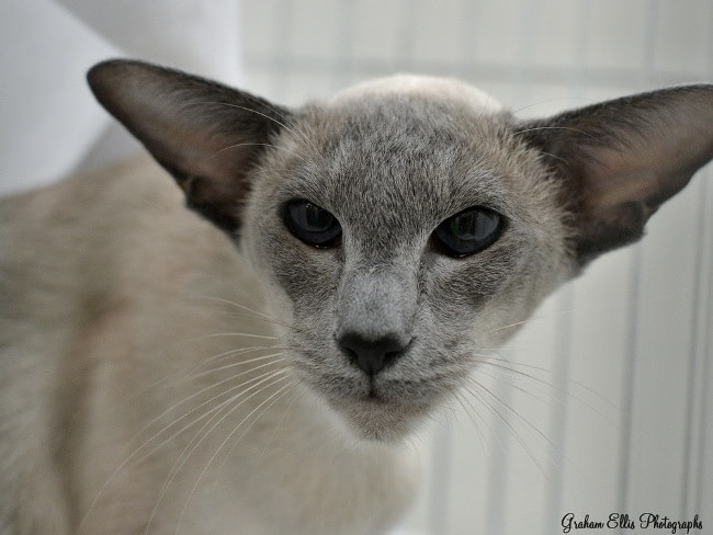 Eastern Counties Siamese & Oriental Pictures 2015 - Siamese Cat Breeder