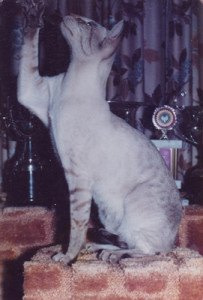 Gr Ch Caliganza Kasmin