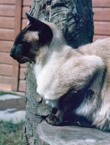 Gr Ch Caliganza Keylargo