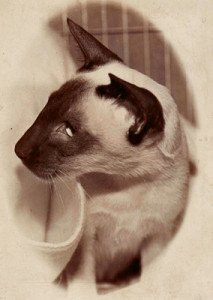 Gr Pr Takata Calista