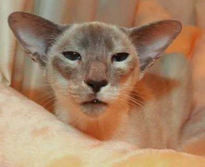 Imp Gr Ch & Imp Gr Pr Johpas Glaminglitz