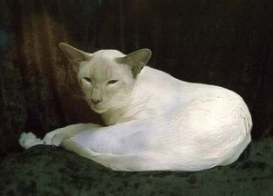 UK Gr Ch Meisako Jamilah