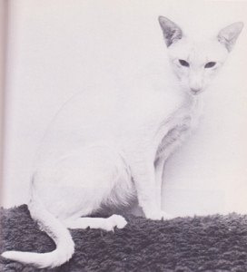 Ch Darling Dream Angus