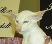 Ch Firousi Foie Gras