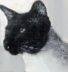 Siamese Pedigree Database